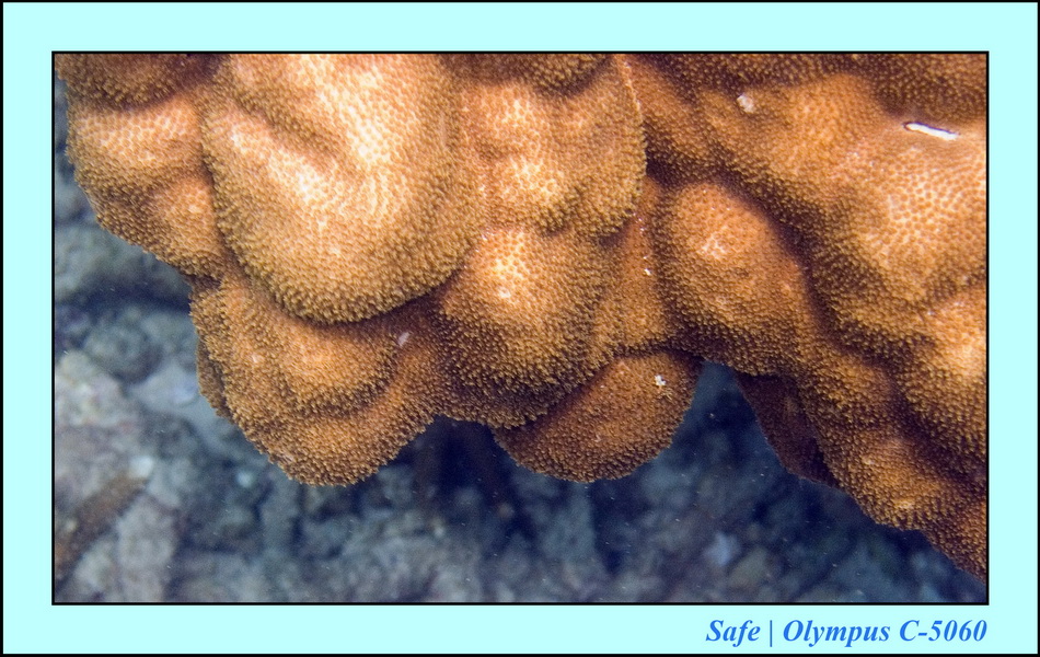 2006 - 07 - Tioman - Plongee monkey bay 12